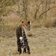 Illustration for article titled Out of Africa. More Leopards.